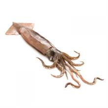 TOTANO SPORCO INT 18/22CM IQFX10KG BR