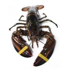 ASTICE AMERICANO 350/400 CT. DA KG.5 PL IQF