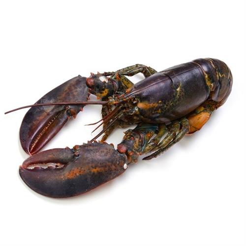 ASTICE AMERICANO CRUDO IQF 450/500 - (CT. DA KG.5)