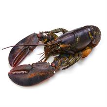 ASTICE AMERICANO CRUDO IQF 450/500 - (CT. DA KG.5)