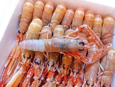 SCAMPI INTERI POLIST 16/20 1.5X4 PP PL