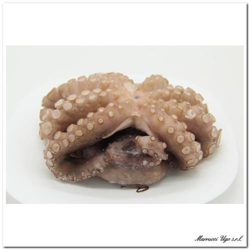 POLPO SENEGAL T2 IQF AL KG.