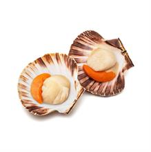 CAPPESANTE CRUDE M/G 10/20 GR.750X10