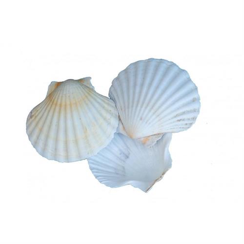 GUSCI DI CAPPESANTE - CF 12PZ (30)