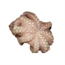 POLPO MAROCCO T5 IQF TOT. KG.12 -CP
