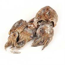 SEPPIA GAMBIA SPORCA 300/600 BLOCCO PV AL KG.