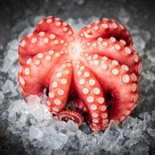 POLPO MAROCCO T6 IQF CT. DA KG.12 - CP