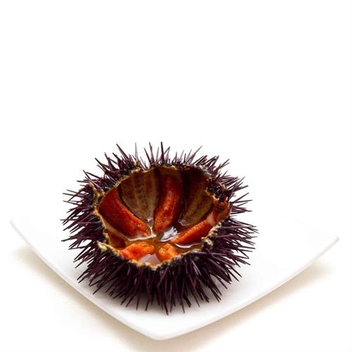 RICCIO DI MARE M/GUSCIO NATURALE CONGELATO (CT. DA PZ.50)