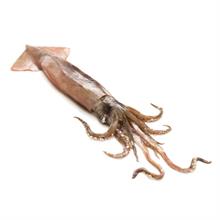 TOTANO SPORCO INT 12/15CM IQFX10KG BR