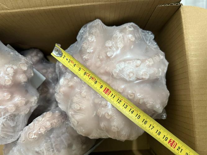 POLPO T4 MAROCCO IQF-IWP AL KG(KG11circa) (GL. 10%)