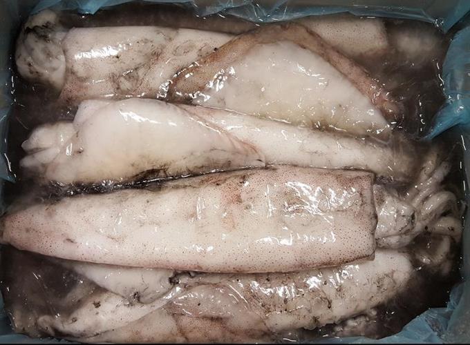 CALAMARI OLANDA 300/500 IQF KG.5