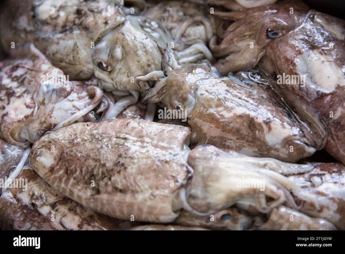 SEPPIE UK 500/1000 - CT. DA KG.7