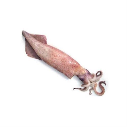 CALAMARO SPORCO S.A. M U/300 KG.8 PP